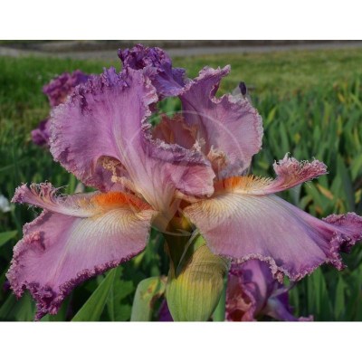 Manneken Pis DSC_0100_052UPR